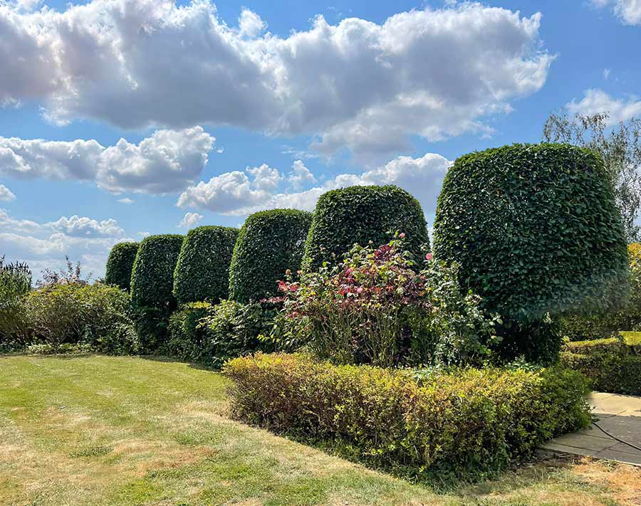 Greensteds Tree Surgery Ltd - hedge trimming