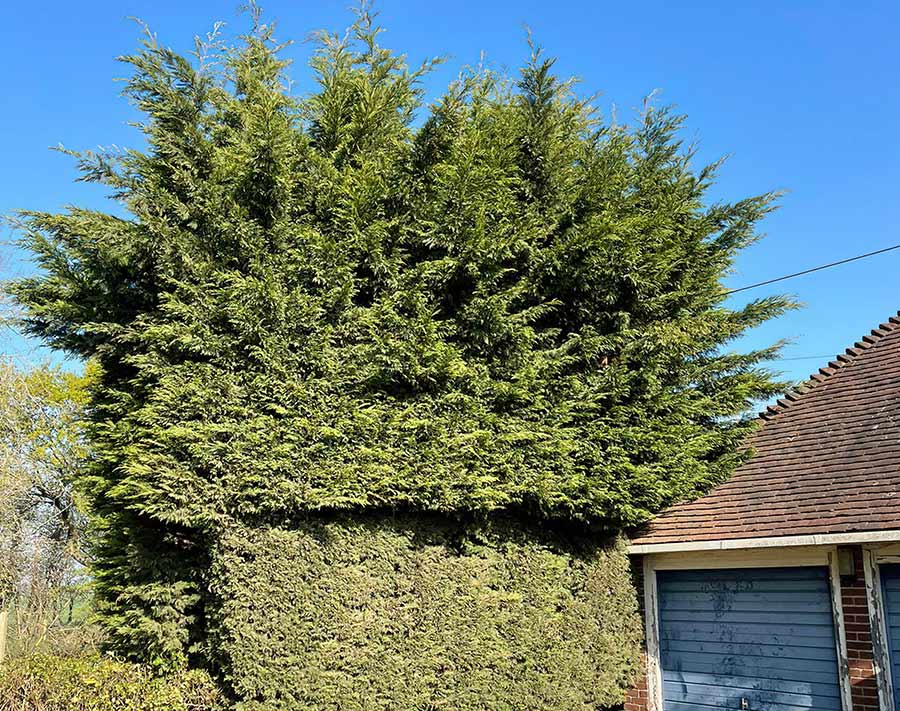 Greensteds Tree Surgery Ltd - hedge trimming