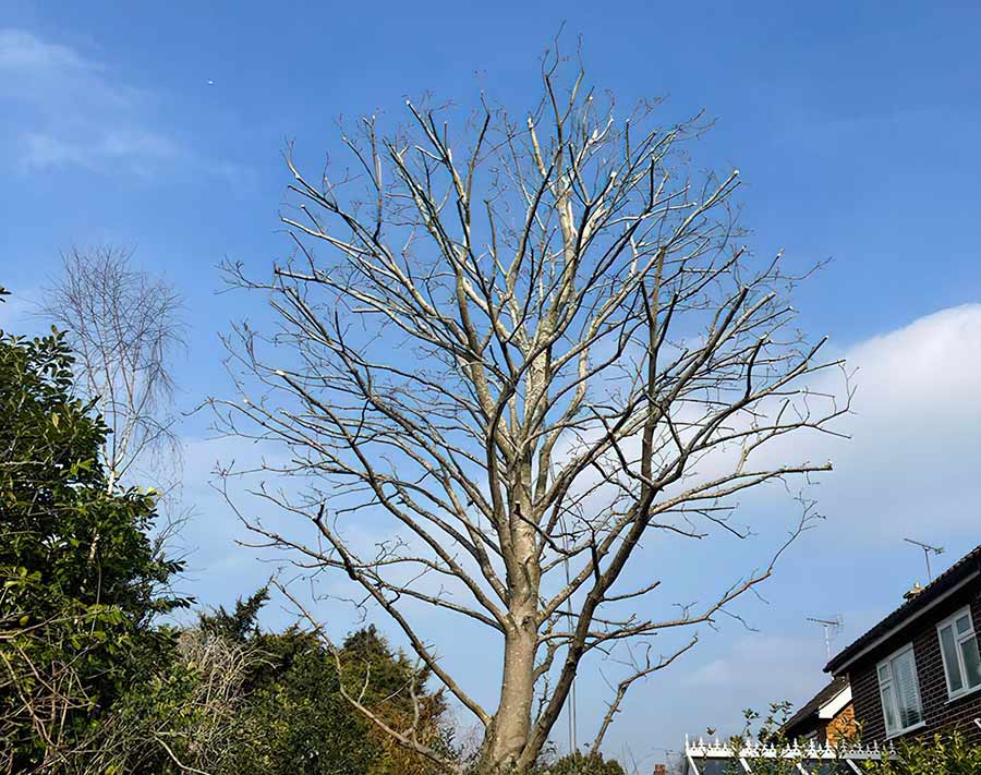 Greensteds Tree Surgery Ltd