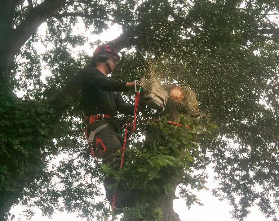 Greensteds Tree Surgery Ltd