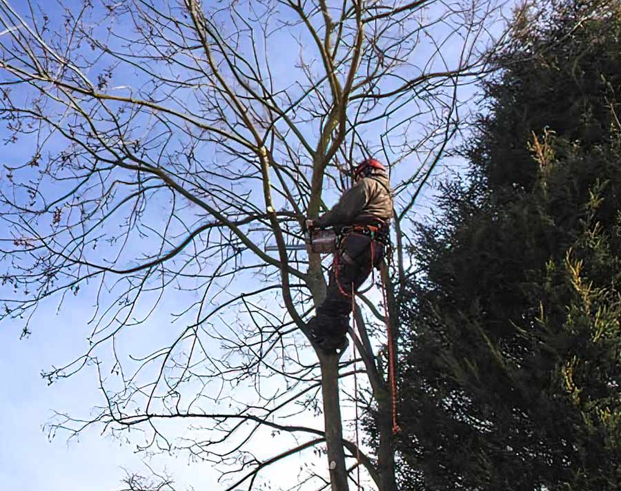 Greensteds Tree Surgery Ltd