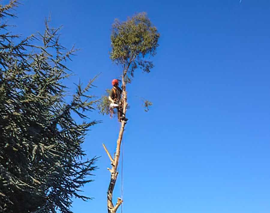 Greensteds Tree Surgery Ltd