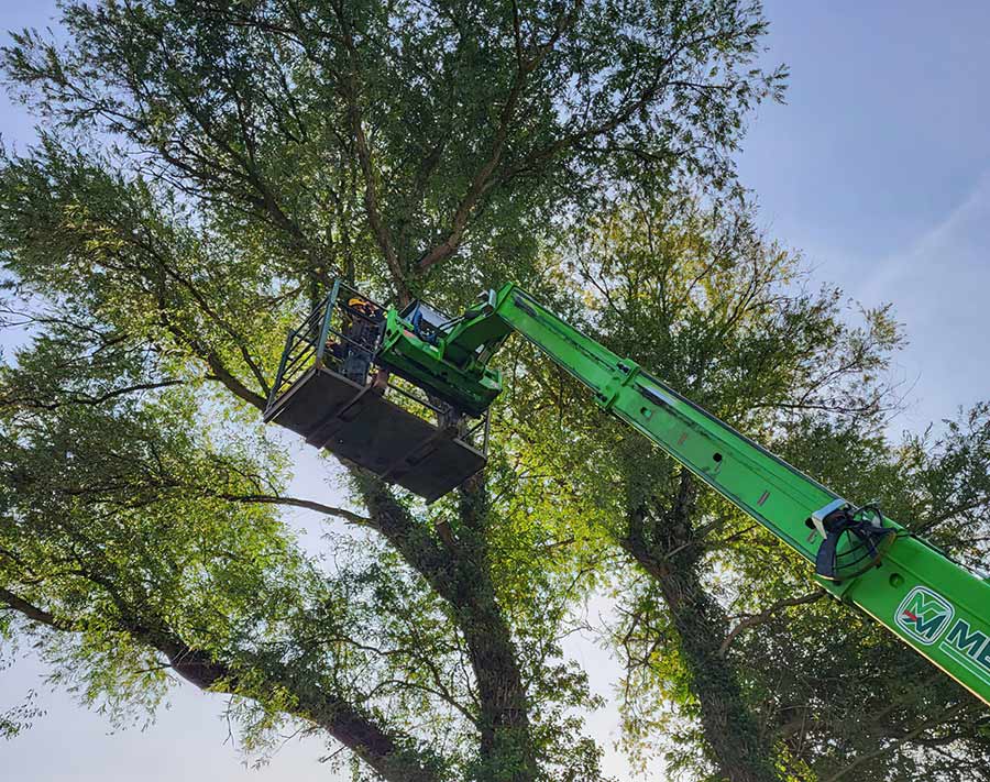 Greensteds Tree Surgery Ltd