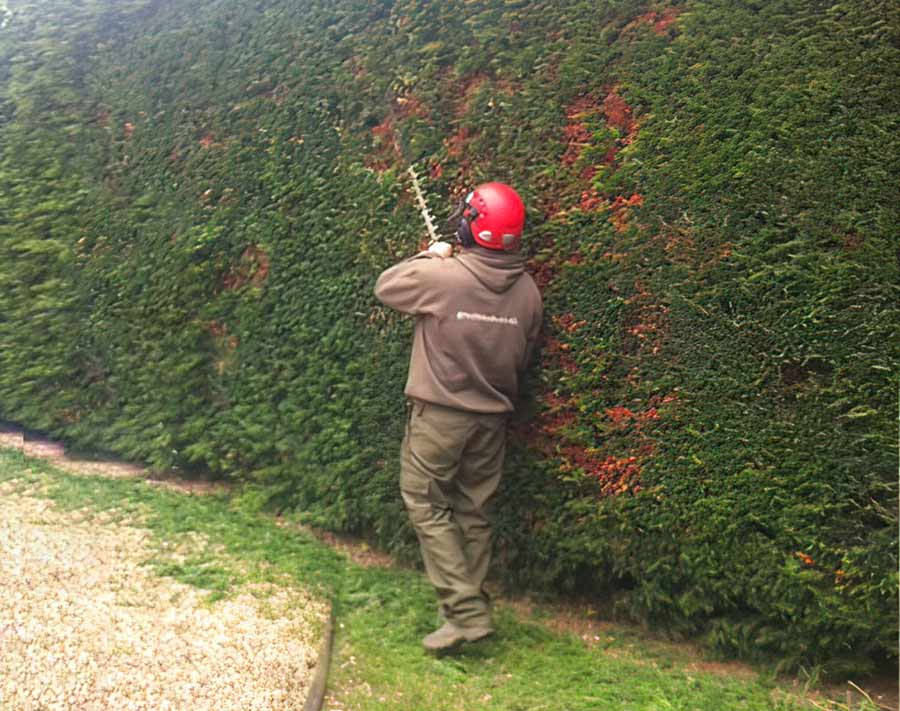 Greensteds Tree Surgery Ltd - hedge trimming