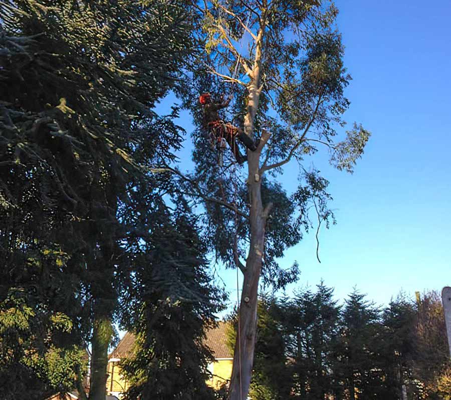 Greensteds Tree Surgery - wooden decking around tree