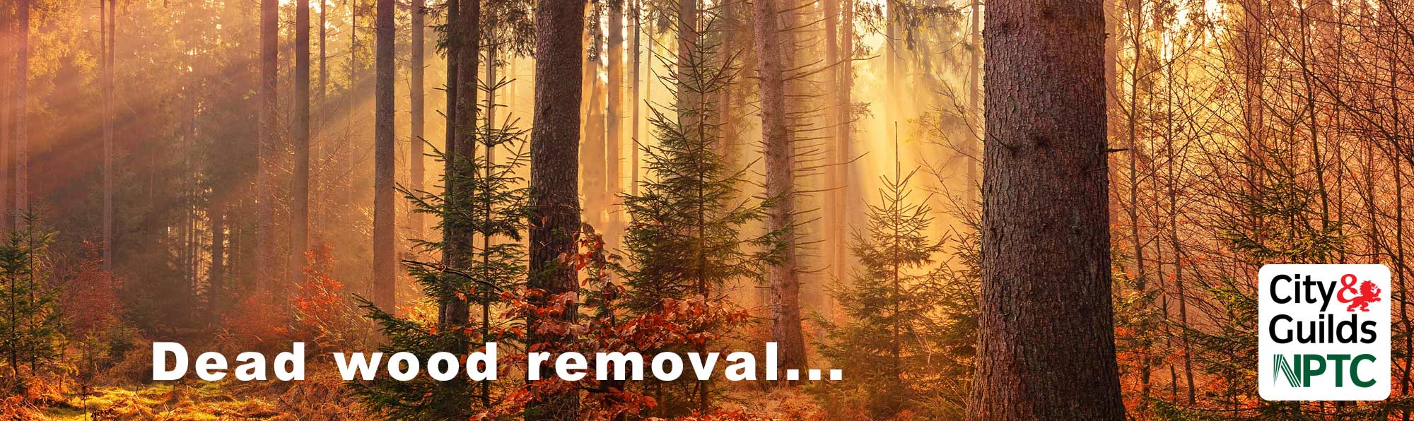 tree surgeons